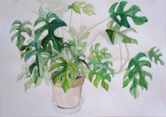 植物の水彩画（中３）