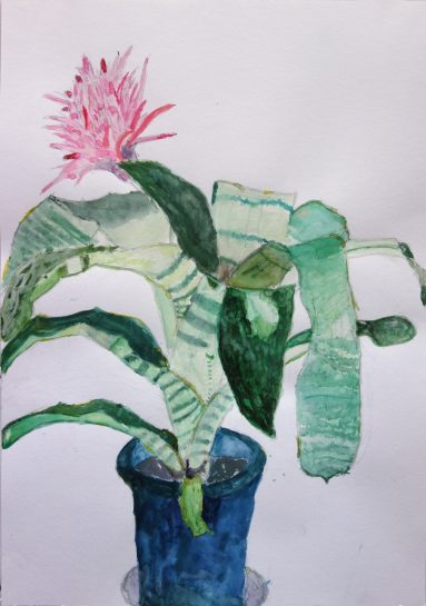 植物の水彩画（小６）