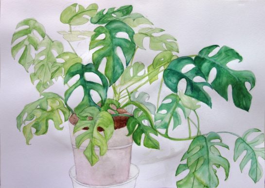 植物の水彩画（小６）