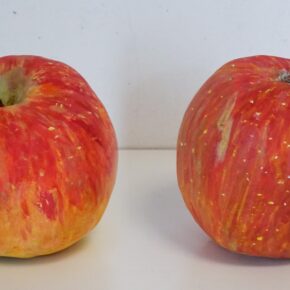 リンゴ模刻（小６、小５）