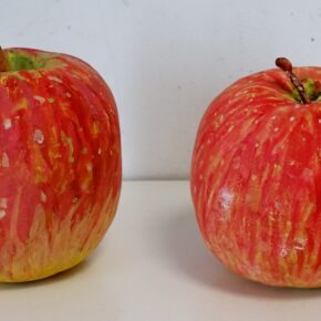 リンゴ模刻（小４）