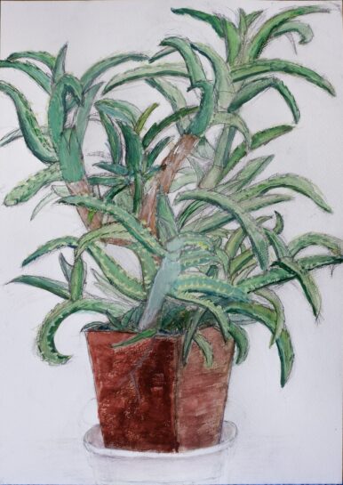 アロエの着彩生徒作品(小6)|千葉市稲毛区の絵画教室・穴川キッズアトリエ・ベアヒェン