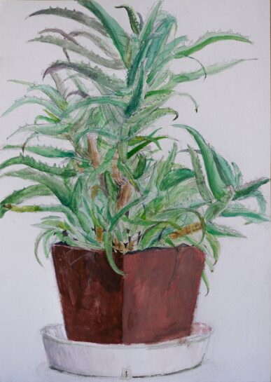 アロエの着彩生徒作品(小5)|千葉市稲毛区の絵画教室・穴川キッズアトリエ・ベアヒェン