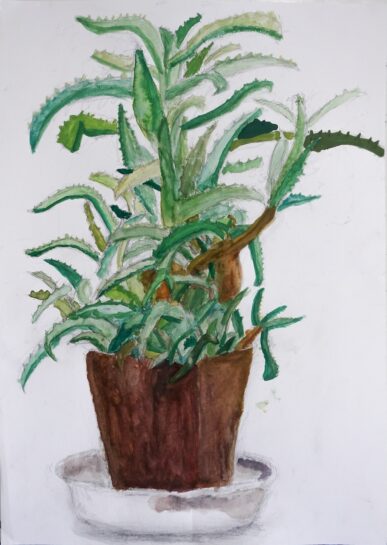 アロエの着彩生徒作品(小3)|千葉市稲毛区の絵画教室・穴川キッズアトリエ・ベアヒェン