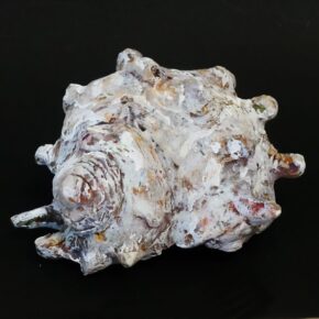 サザエの模刻 生徒作品 2026（小6）｜千葉市稲毛区の絵画教室　穴川キッズアトリエ・ベアヒェン