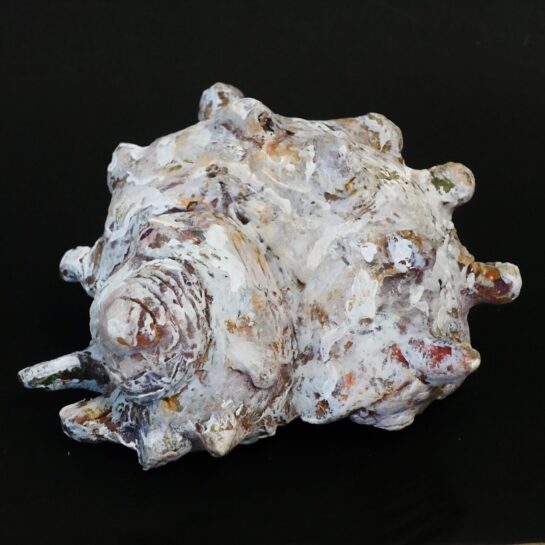 サザエの模刻 生徒作品 2026（小6）｜千葉市稲毛区の絵画教室　穴川キッズアトリエ・ベアヒェン