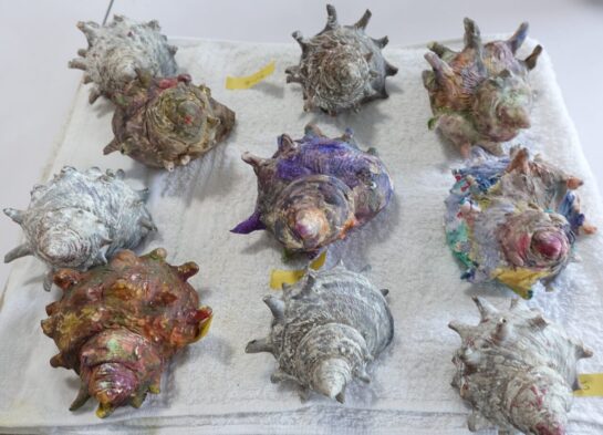 サザエの模刻（着色）｜千葉市稲毛区の絵画教室　穴川キッズアトリエ・ベアヒェン